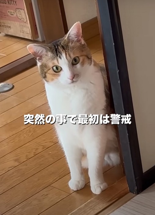 遠くから見つめる猫
