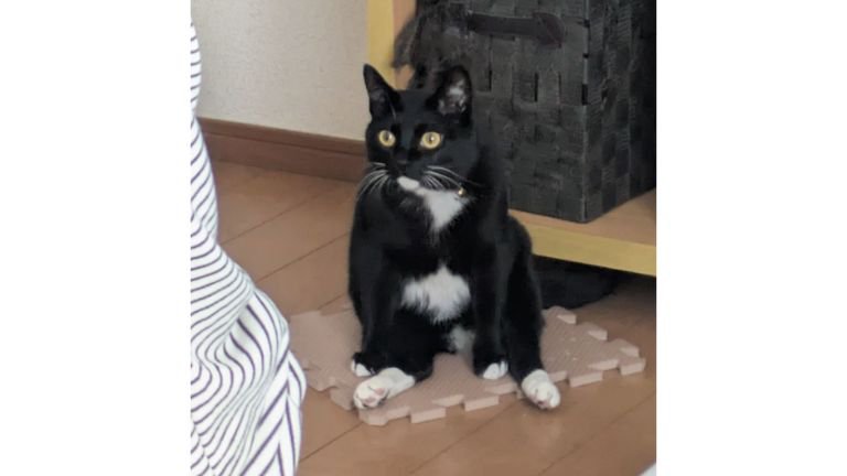 室内にいる猫