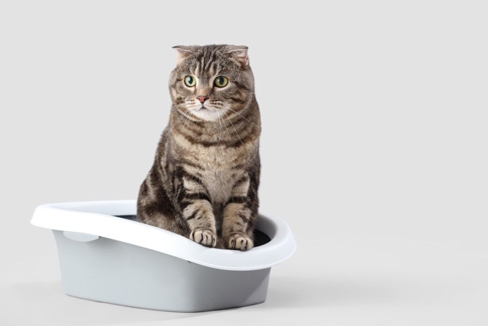 トイレの中の猫