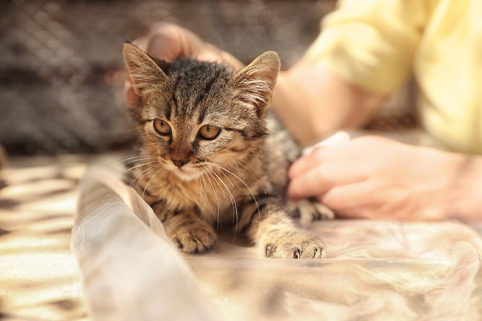 猫をなでる女性の手元
