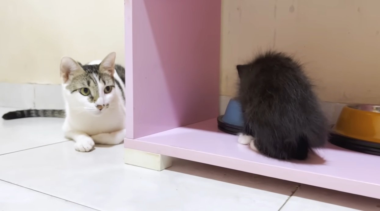 子猫を見ている猫