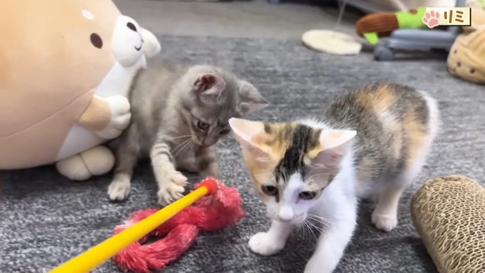 猫じゃらし