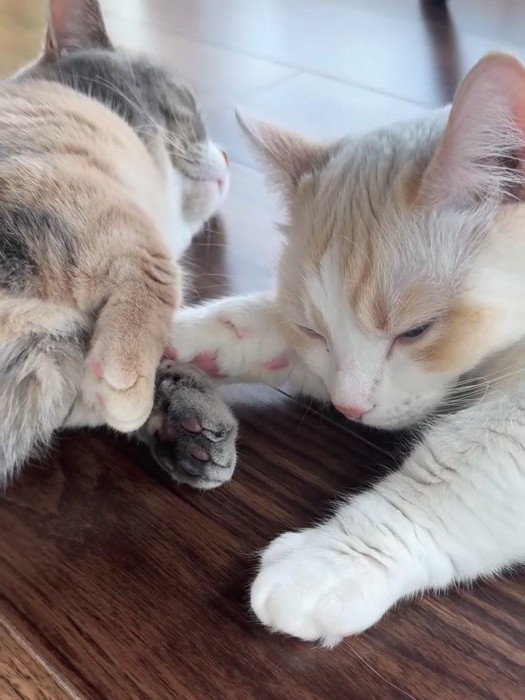 前足をくっつけて寝る2匹の猫