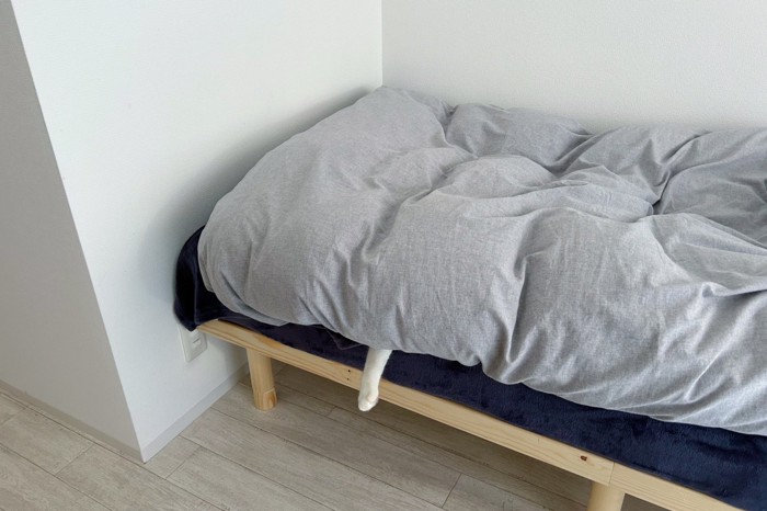 ベッドから手を出す茶トラ白