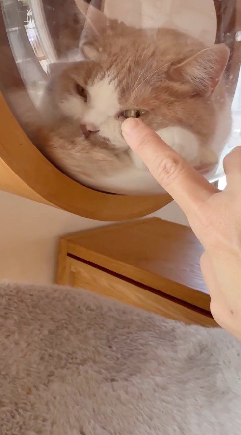 飼い主の指を見つめる猫