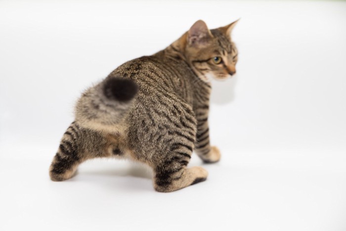 猫の後ろ姿