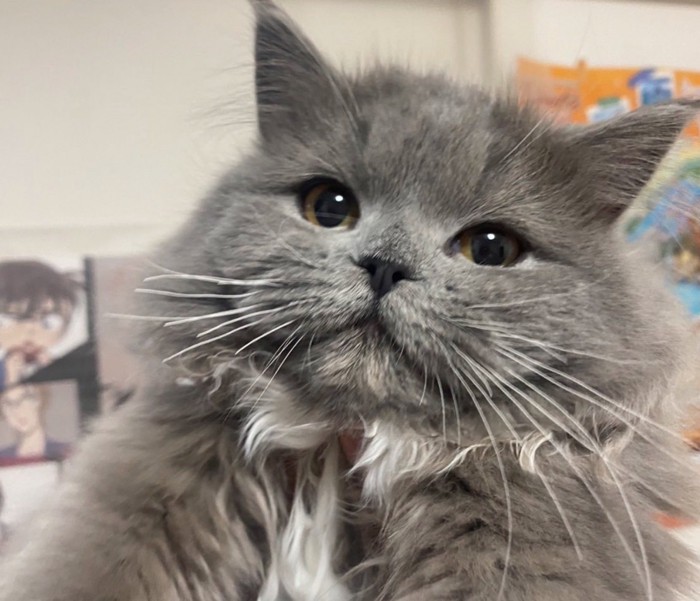 抱き上げられる子猫