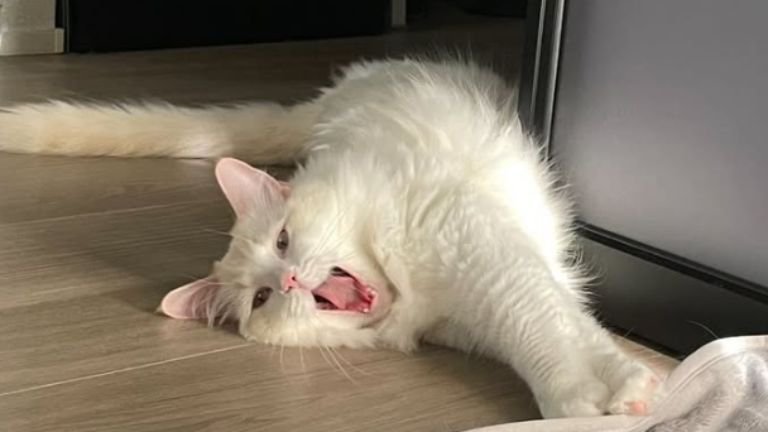 あくびをしている猫