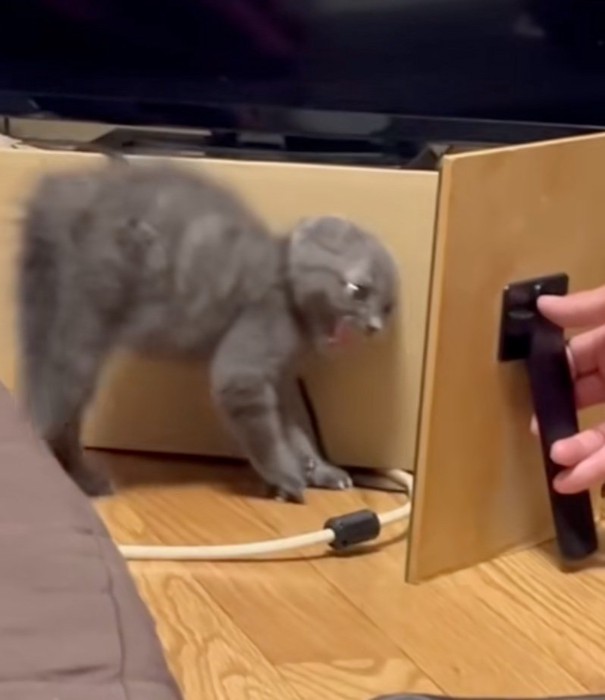 やんのかステップ