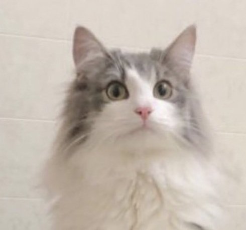 夏毛の直哉くん