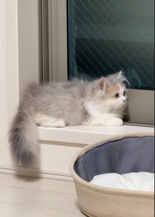 まったりする猫