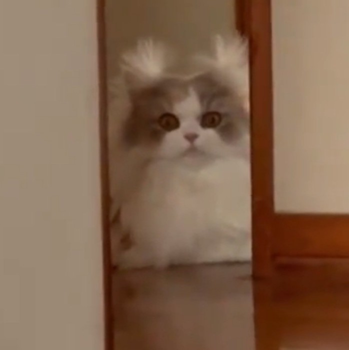 飼い主さんを凝視する猫