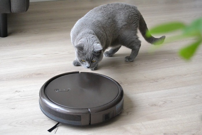ルンバに驚く猫