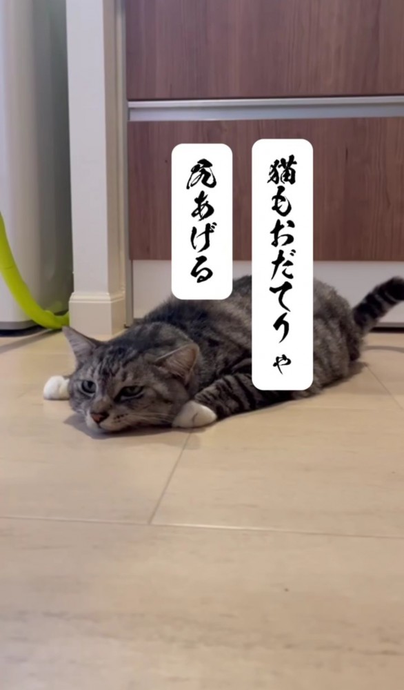 床に寝そべっている猫「猫もおだてりゃ 尻あげる」の文字