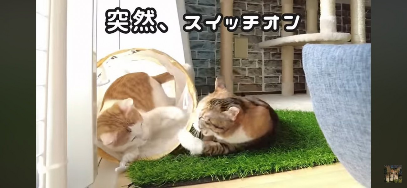 バトルを繰り広げる猫達