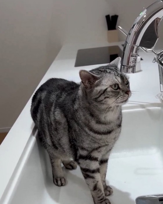 シンクに立つ佐助くん