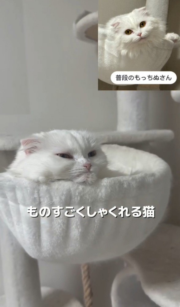 しゃくれた顔と普段の顔の対比