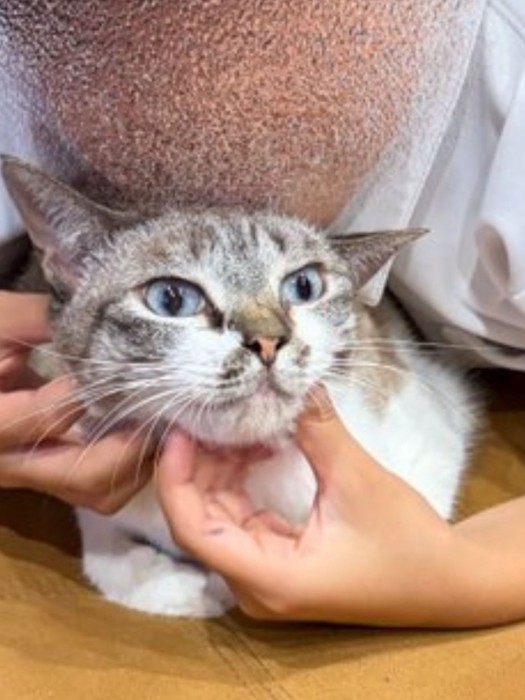 子供に抱かれた猫の表情