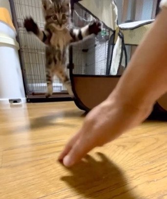 ジャンプする子猫