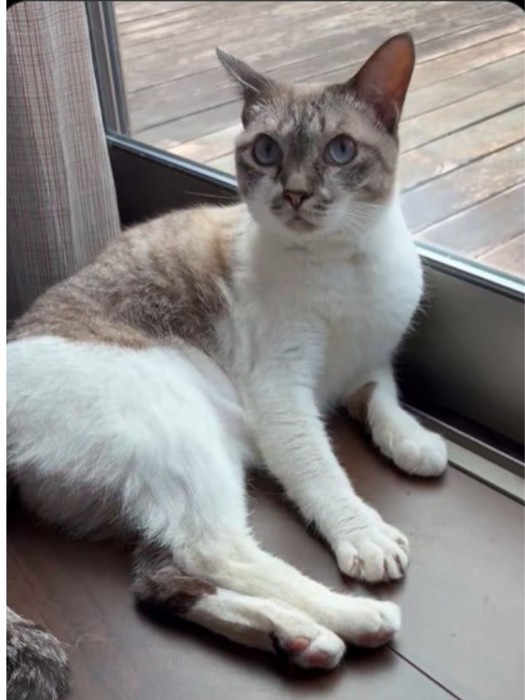 窓際でくつろぐ猫