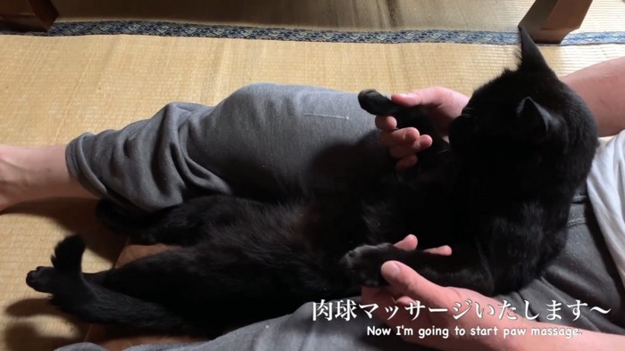 マッサージを受ける猫