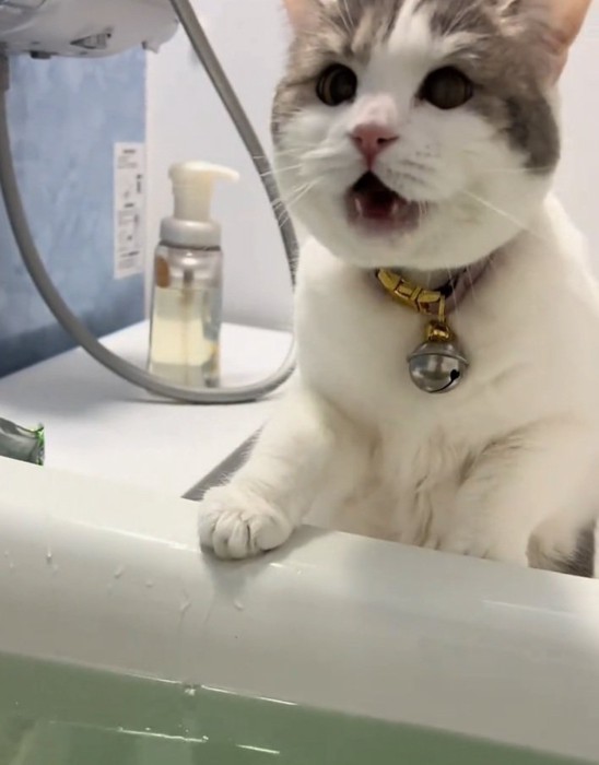 飼い主さんに話しかけるゆき坊ちゃん