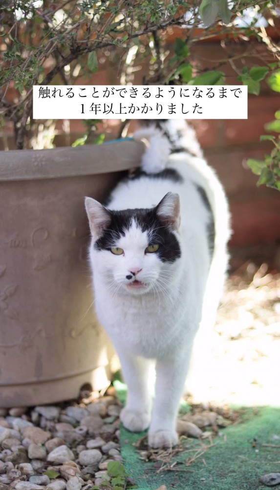 植木鉢の横の猫