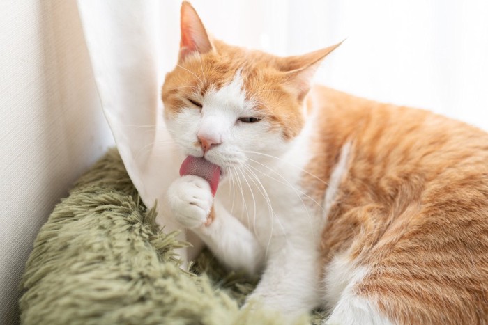 毛づくろいする猫