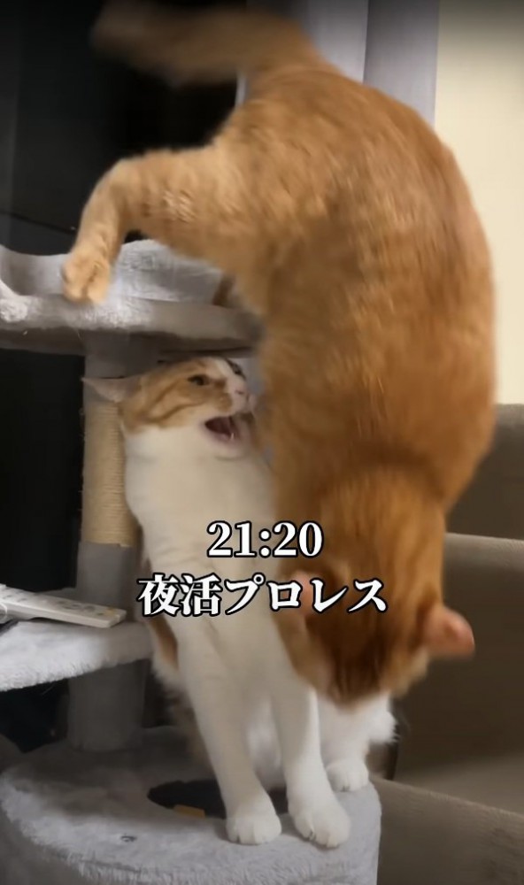 落下する猫