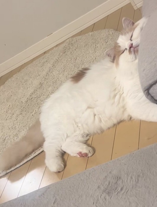 少し穏やかな猫