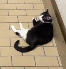 カメラを見上げる右側のハチワレ猫