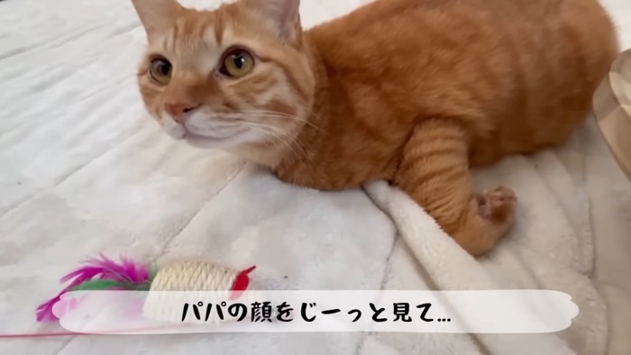 テロップ「パパの顔を~」