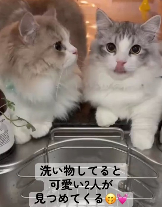 座る2匹の猫