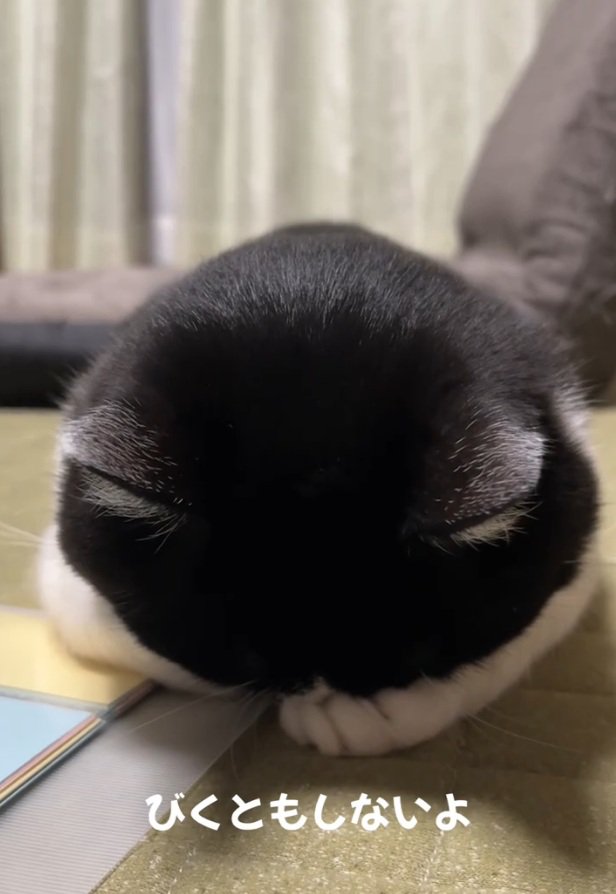 起きないトトくん