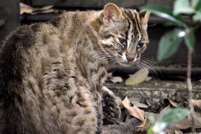 ツシマヤマネコ