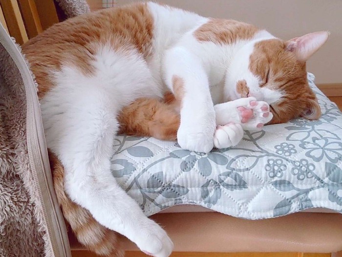 後ろ足を抱いて寝る猫