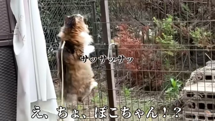 柵を登る猫