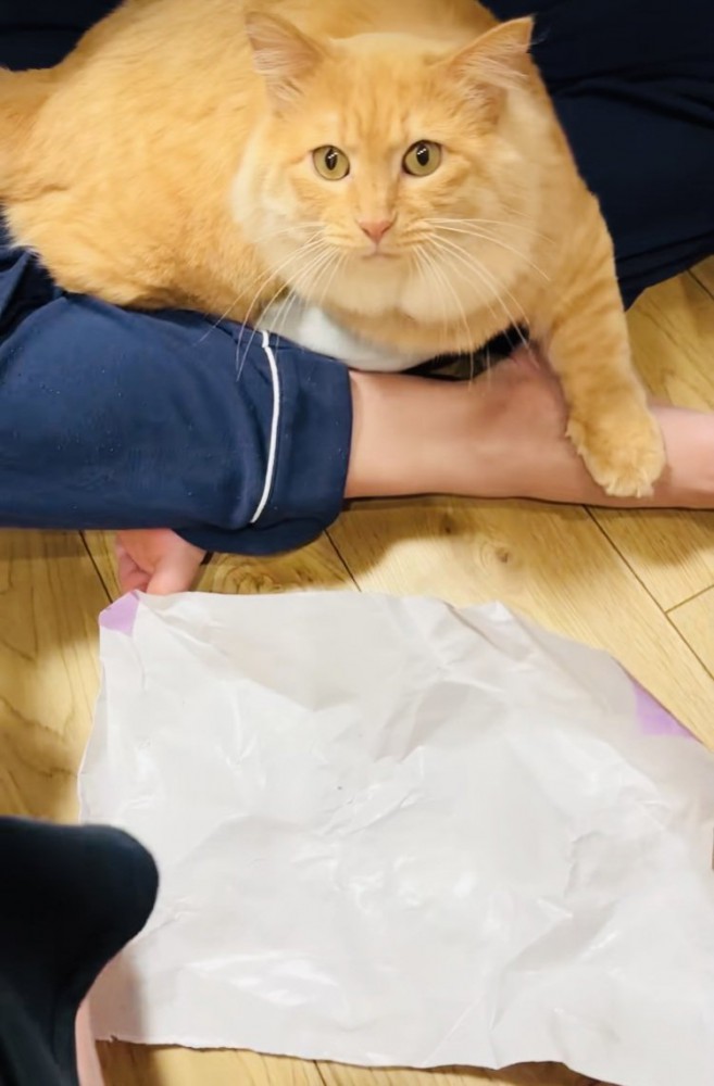 ママを見つめる茶トラ猫