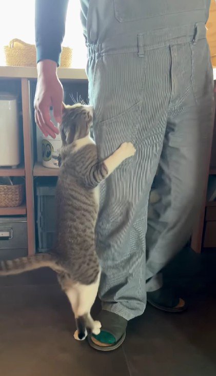 飼い主の脚にしがみつく猫