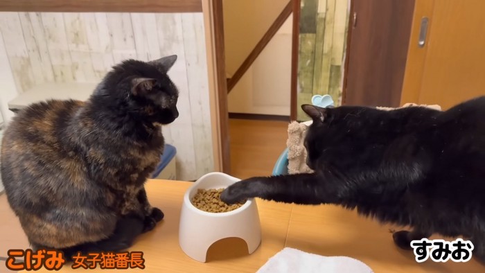 こげみちゃんの皿に手をいれるすみおくん