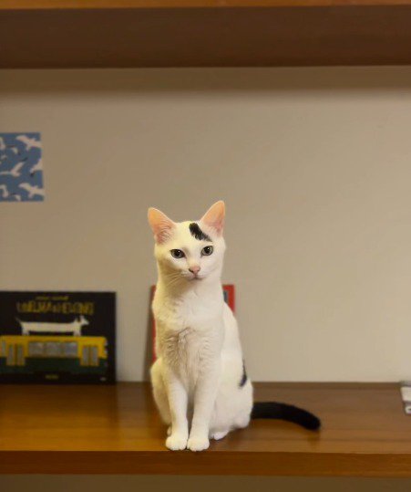 台の上に乗った猫