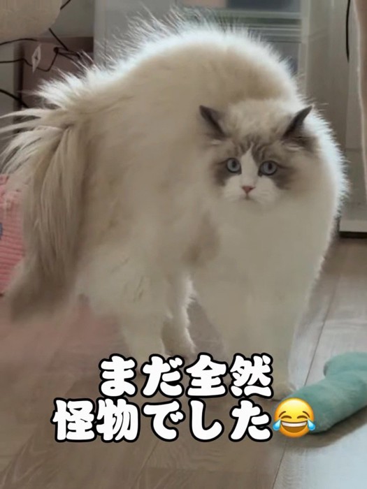 背中を丸めてポーズをとる猫