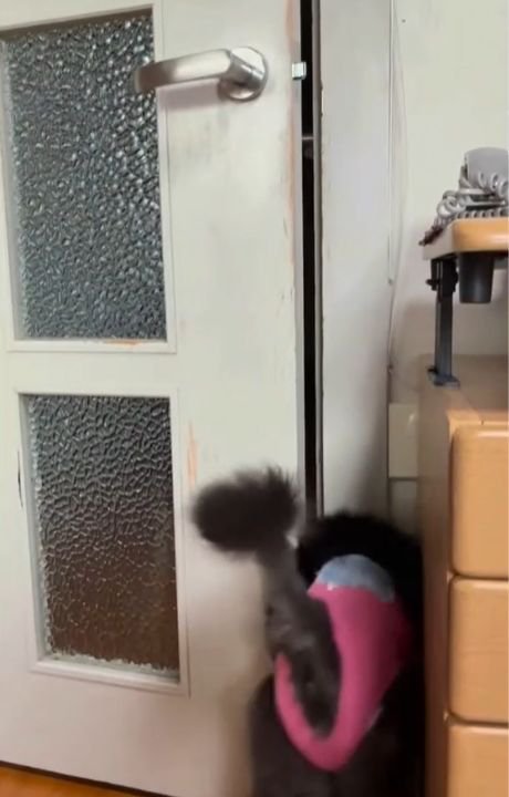 ドアの隙間に頭を入れる猫の後ろ姿