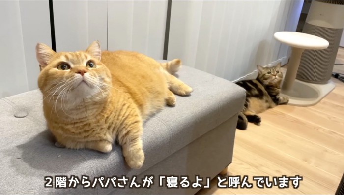 女性を見上げる2頭の猫