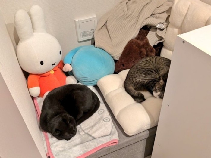 ヌックを占領する2匹の猫