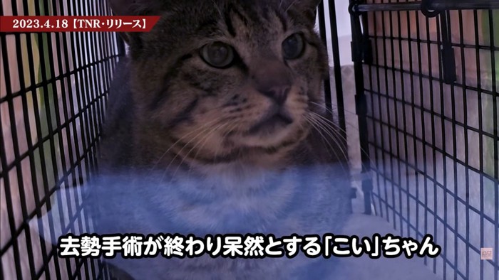 テロップ「去勢手術が終わり~」