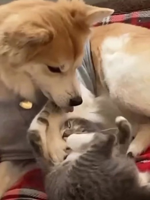 仰向けの子猫と見ている犬