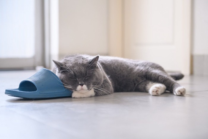 スリッパを枕にする猫