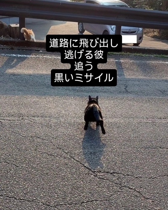 走る2匹の猫