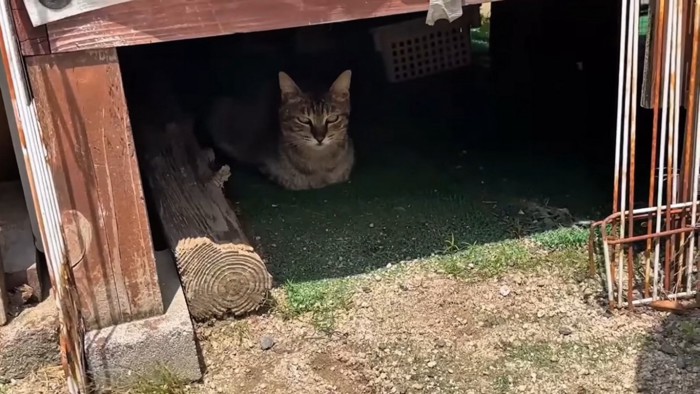 縁側の中からママを見つめるキジトラ猫